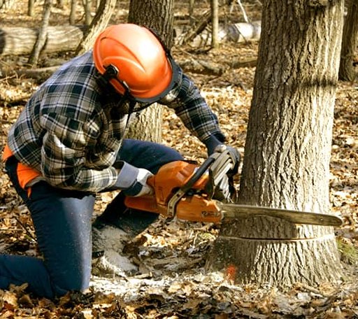 Tree Removal in Saint Paul, KS